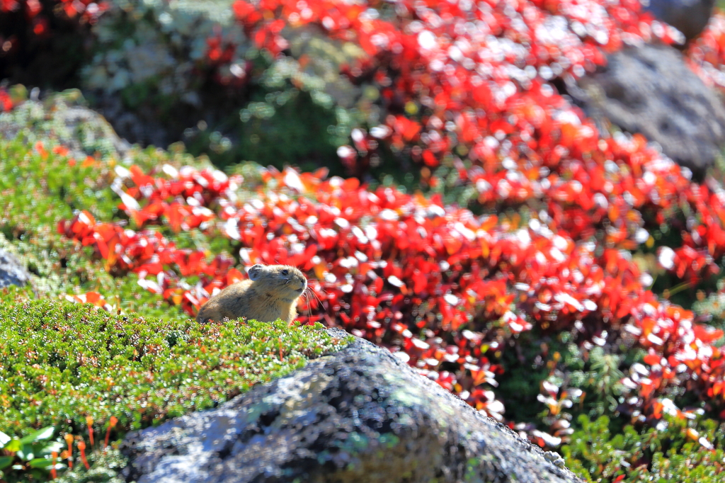 紅葉狩りⅡ