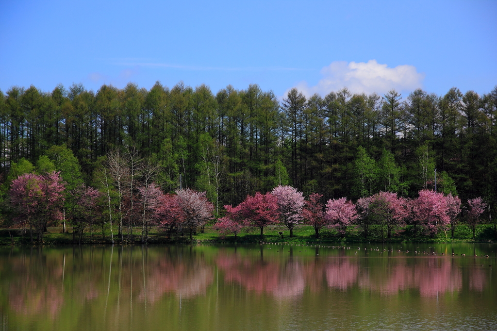 映り込み桜