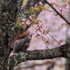 一緒にお花見する？