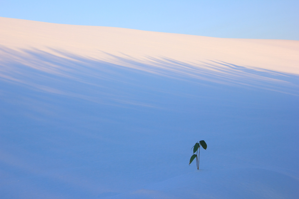 Winter canvas