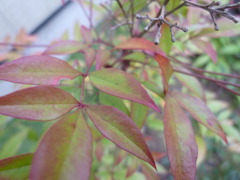 我が家の庭～秋～