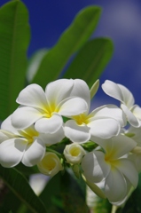 大好きな花