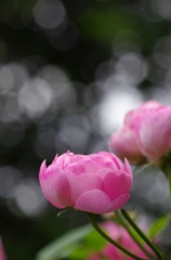 pink rose　