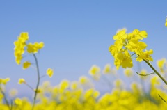 菜の花畑