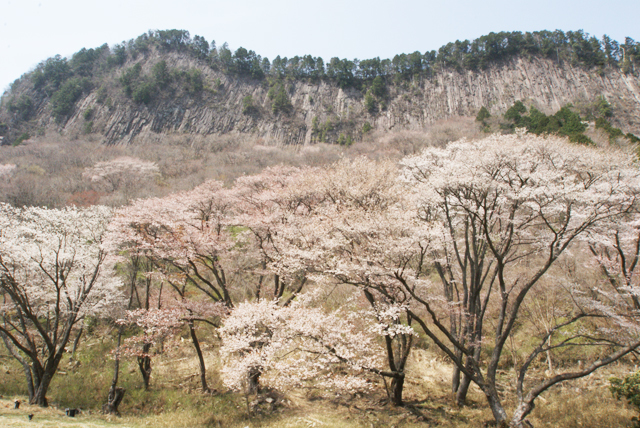 奈良県屏風岩公苑の桜