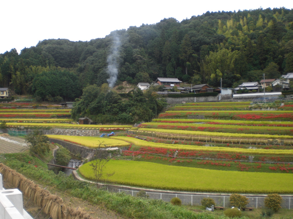 大岩の里
