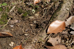 レッツ久宝探検隊☆20110828