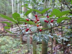 コバノガマズミ