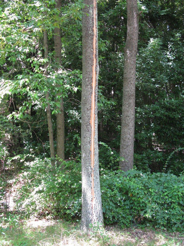 カミナリの爪痕（万博公園）2