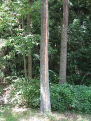 カミナリの爪痕（万博公園）2