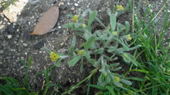 ゴギョウ（ハハコグサ）