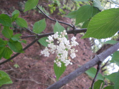 コバノガマズミ