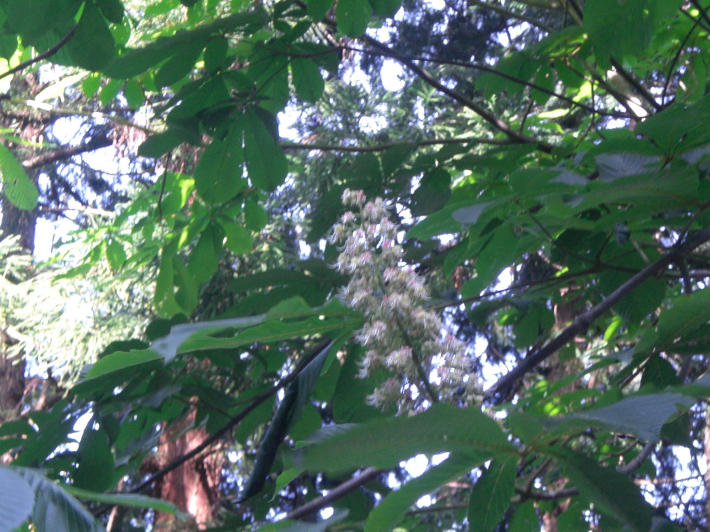 トチノキの花