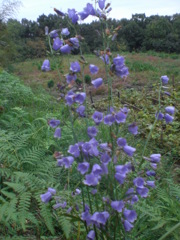 ツリガネニンジン