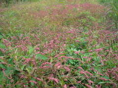 咲き乱れるイヌタデ