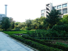 新梅田シティ里山入り口左手の続き