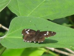 ダイミョウセセリ