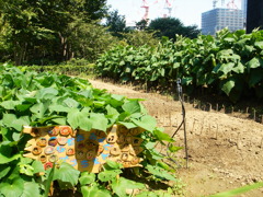 幼稚園の子供たちの畑