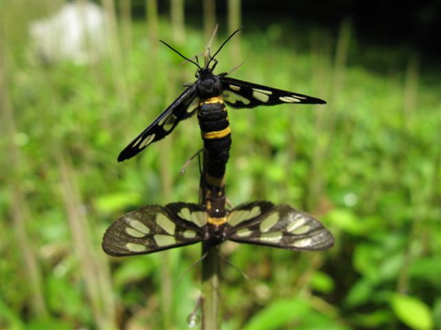 カノコガ