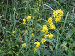 アキノキリンソウ