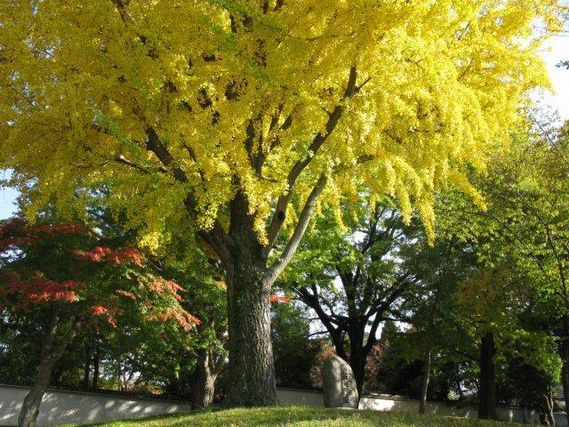東大寺西大門イチョウ２