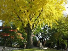東大寺西大門イチョウ２