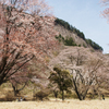 奈良県屏風岩公苑の桜