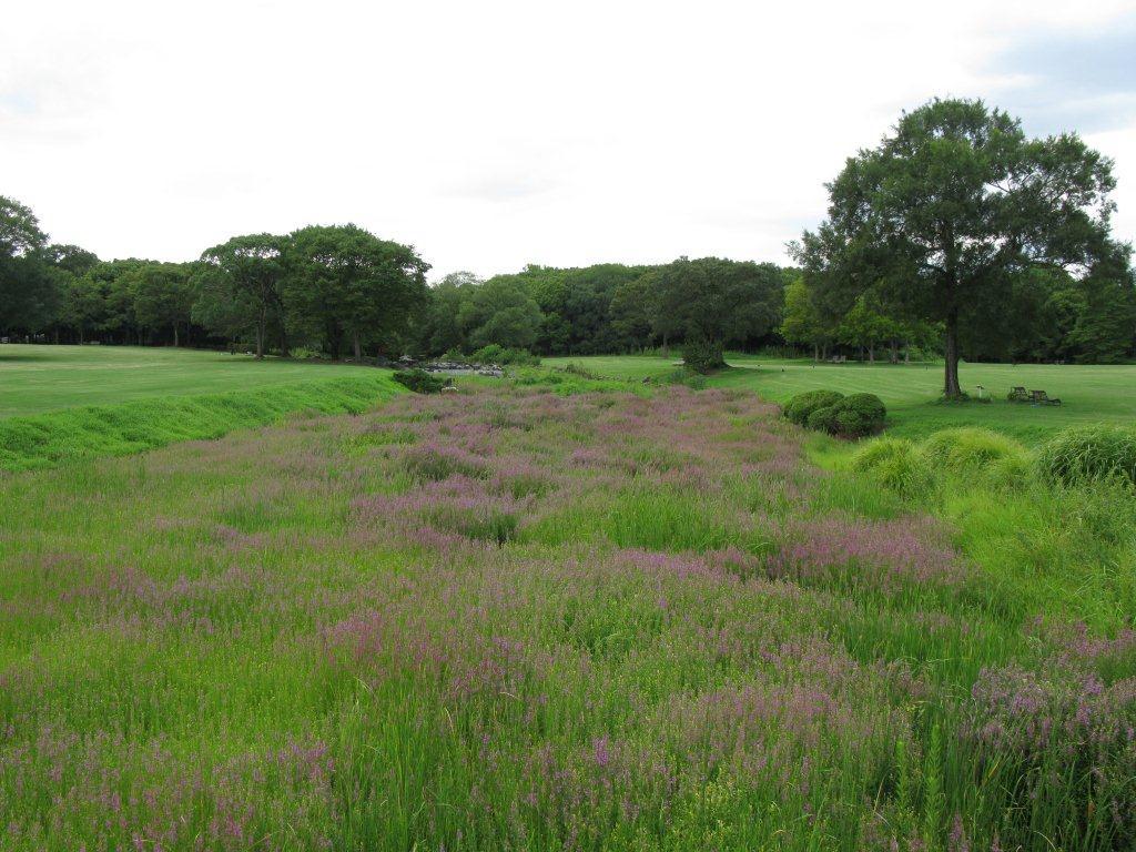 ミソハギ（万博公園）