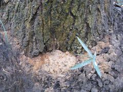 カシノナガキクイムシの被害