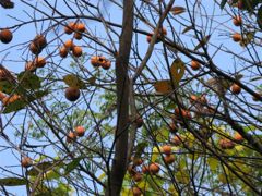 たわわに実ったヤマガキ