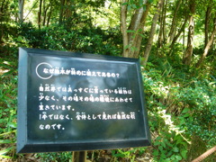 雑木がななめに植えてある理由