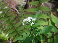 オオタネツケバナ