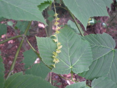 ウリハダカエデ２