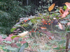 ヒヨドリジョウゴ