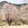 奈良県屏風岩公苑の桜