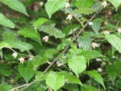 ナガバモミジイチゴ (2)