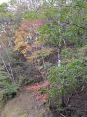 紅葉遠景１
