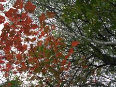 ウリハダカエデ