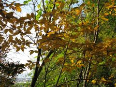 紅葉したヤマコウバシ