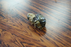 レッツ久宝探検隊☆20110828