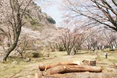 奈良県屏風岩公苑の桜