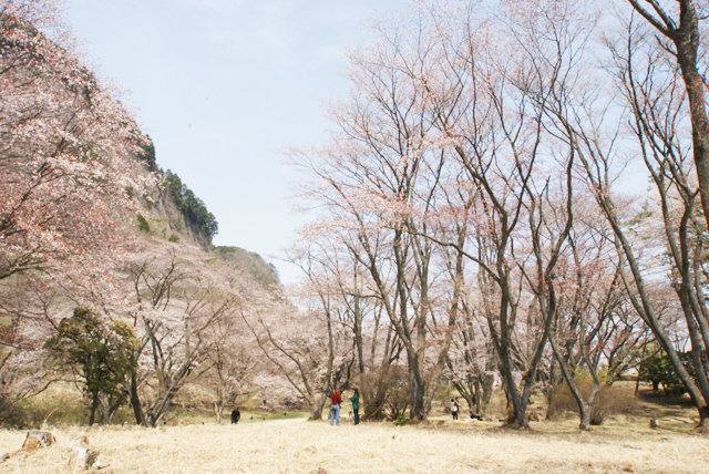 奈良県屏風岩公苑の桜