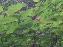 ウグイスカグラ２