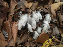 ギンリョウソウ１