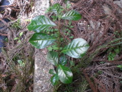 コクサギ型葉序