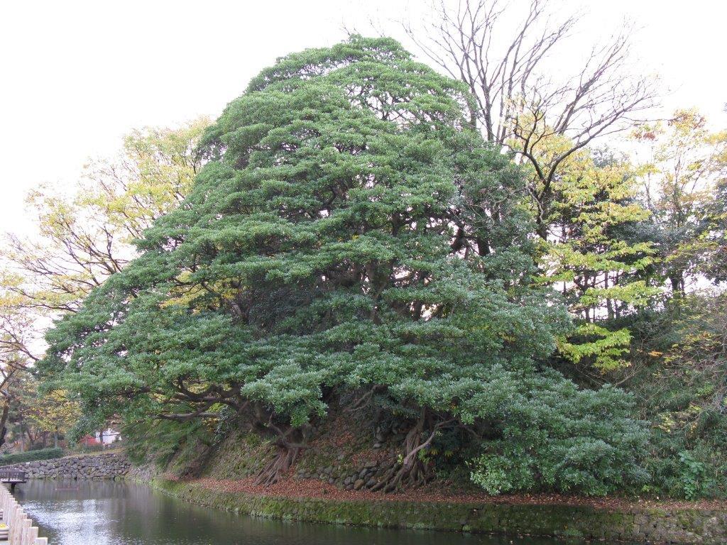 堀のタブ