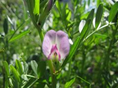 カラスノエンドウ