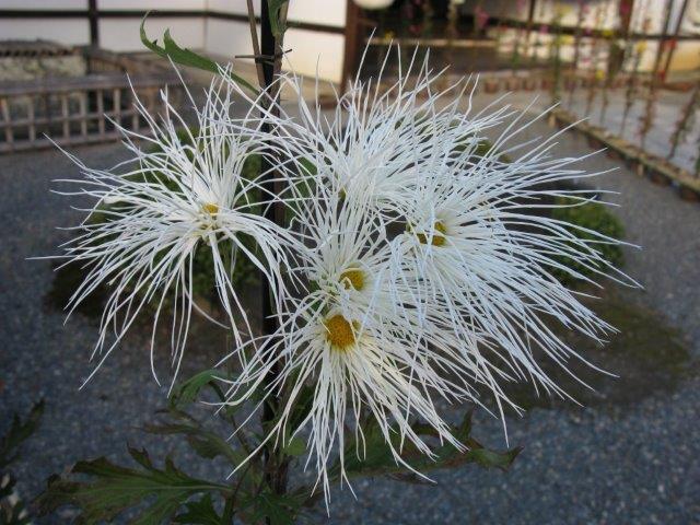 大覚寺嵯峨菊
