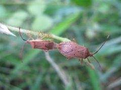 ホシハラビロヘリカメムシ