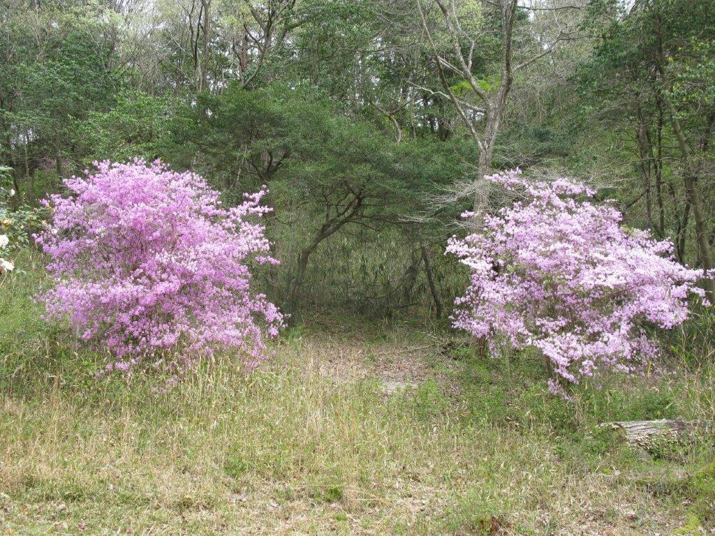 コバノミツバツツジ